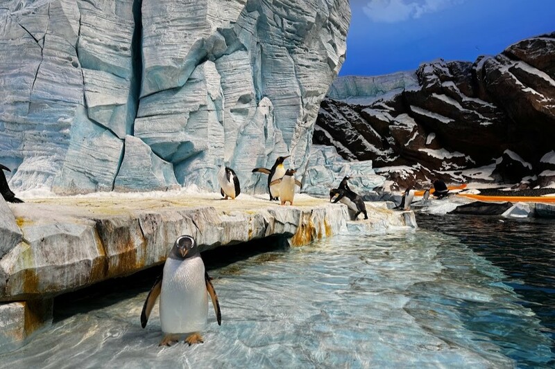 aals, abu dhabi ocean, adélie penguins, advanced animal lighting system, ahmed ibn majid, animals care center, antarctica, arctic, chinstrap penguin, eel racer, endless ocean, endless vista, explorer&039;s sea base, gentoo penguin, hypersphere 360, interactive, jelly plunge, kelp climb, king penguin, laszlo and oskar, live characters & performances, macaroni penguin, manta coaster, micro ocean, naham theater, octozoom!, one ocean, rockhopper penguin, rocky point, schooling fish, seaworld abu dhabi, the cave, tropical ocean, turtle twist, umberto’s, yas island, กระเบนทะเล, การแสดงโลมา, นกพัฟฟิน, นาคทะเล, ปลาไหลมอเรย์, ปูทะเล, พิพิธภัณฑ์สัตว์น้ำซีเวิลด์, ฟลามิงโก้, สัตว์ทะเล, อควาเรียมอาบูดาบี, อควาเรียมใหญ่ที่สุดในโลก, อาบูดาบี 2023, อุโมงค์ปลา, เกาะยาส, เที่ยว uae, เที่ยว uae 2023, แมวน้ำ, แอนตาร์กติกา, seaworld abu dhabi อควาเรียมเปิดใหม่ ใหญ่ที่สุดในโลก