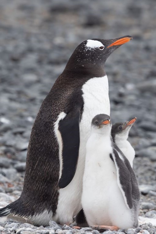 aals, abu dhabi ocean, adélie penguins, advanced animal lighting system, ahmed ibn majid, animals care center, antarctica, arctic, chinstrap penguin, eel racer, endless ocean, endless vista, explorer&039;s sea base, gentoo penguin, hypersphere 360, interactive, jelly plunge, kelp climb, king penguin, laszlo and oskar, live characters & performances, macaroni penguin, manta coaster, micro ocean, naham theater, octozoom!, one ocean, rockhopper penguin, rocky point, schooling fish, seaworld abu dhabi, the cave, tropical ocean, turtle twist, umberto’s, yas island, กระเบนทะเล, การแสดงโลมา, นกพัฟฟิน, นาคทะเล, ปลาไหลมอเรย์, ปูทะเล, พิพิธภัณฑ์สัตว์น้ำซีเวิลด์, ฟลามิงโก้, สัตว์ทะเล, อควาเรียมอาบูดาบี, อควาเรียมใหญ่ที่สุดในโลก, อาบูดาบี 2023, อุโมงค์ปลา, เกาะยาส, เที่ยว uae, เที่ยว uae 2023, แมวน้ำ, แอนตาร์กติกา, seaworld abu dhabi อควาเรียมเปิดใหม่ ใหญ่ที่สุดในโลก