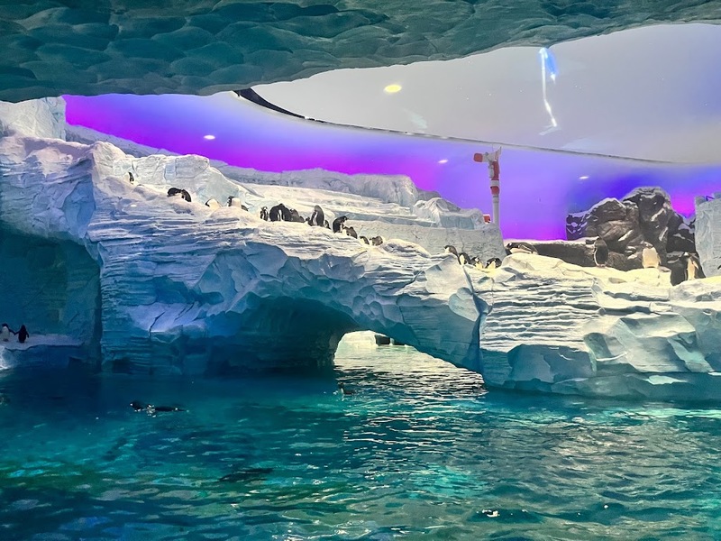 aals, abu dhabi ocean, adélie penguins, advanced animal lighting system, ahmed ibn majid, animals care center, antarctica, arctic, chinstrap penguin, eel racer, endless ocean, endless vista, explorer&039;s sea base, gentoo penguin, hypersphere 360, interactive, jelly plunge, kelp climb, king penguin, laszlo and oskar, live characters & performances, macaroni penguin, manta coaster, micro ocean, naham theater, octozoom!, one ocean, rockhopper penguin, rocky point, schooling fish, seaworld abu dhabi, the cave, tropical ocean, turtle twist, umberto’s, yas island, กระเบนทะเล, การแสดงโลมา, นกพัฟฟิน, นาคทะเล, ปลาไหลมอเรย์, ปูทะเล, พิพิธภัณฑ์สัตว์น้ำซีเวิลด์, ฟลามิงโก้, สัตว์ทะเล, อควาเรียมอาบูดาบี, อควาเรียมใหญ่ที่สุดในโลก, อาบูดาบี 2023, อุโมงค์ปลา, เกาะยาส, เที่ยว uae, เที่ยว uae 2023, แมวน้ำ, แอนตาร์กติกา, seaworld abu dhabi อควาเรียมเปิดใหม่ ใหญ่ที่สุดในโลก