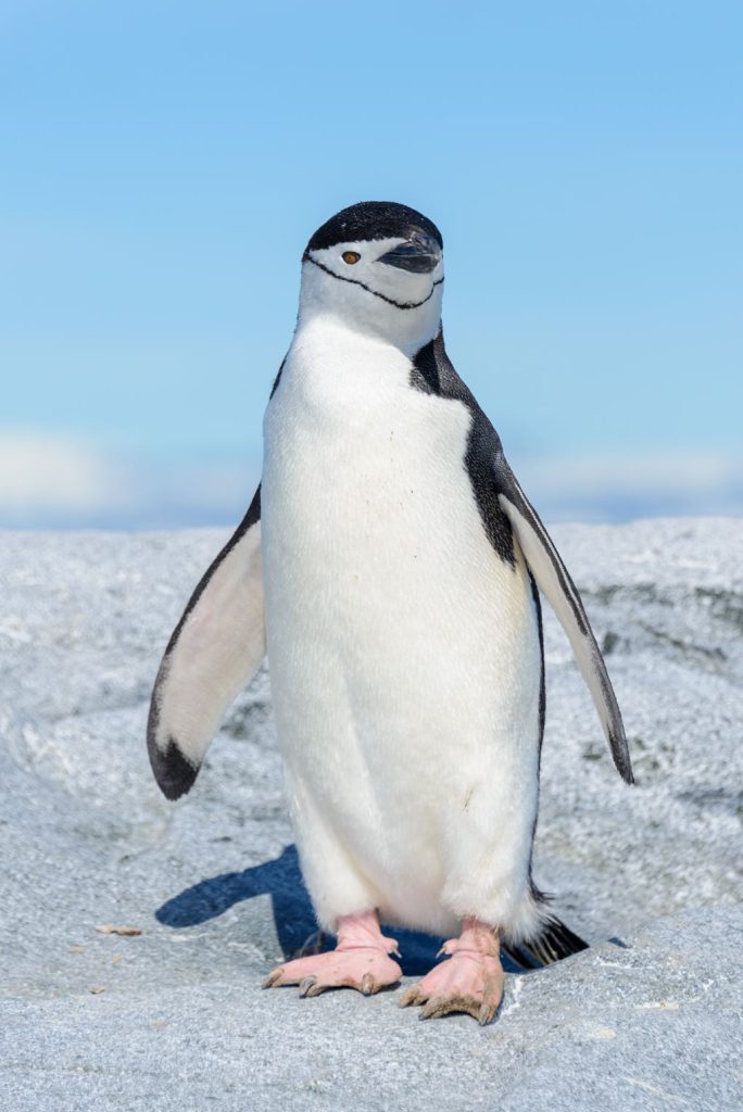 aals, abu dhabi ocean, adélie penguins, advanced animal lighting system, ahmed ibn majid, animals care center, antarctica, arctic, chinstrap penguin, eel racer, endless ocean, endless vista, explorer&039;s sea base, gentoo penguin, hypersphere 360, interactive, jelly plunge, kelp climb, king penguin, laszlo and oskar, live characters & performances, macaroni penguin, manta coaster, micro ocean, naham theater, octozoom!, one ocean, rockhopper penguin, rocky point, schooling fish, seaworld abu dhabi, the cave, tropical ocean, turtle twist, umberto’s, yas island, กระเบนทะเล, การแสดงโลมา, นกพัฟฟิน, นาคทะเล, ปลาไหลมอเรย์, ปูทะเล, พิพิธภัณฑ์สัตว์น้ำซีเวิลด์, ฟลามิงโก้, สัตว์ทะเล, อควาเรียมอาบูดาบี, อควาเรียมใหญ่ที่สุดในโลก, อาบูดาบี 2023, อุโมงค์ปลา, เกาะยาส, เที่ยว uae, เที่ยว uae 2023, แมวน้ำ, แอนตาร์กติกา, seaworld abu dhabi อควาเรียมเปิดใหม่ ใหญ่ที่สุดในโลก
