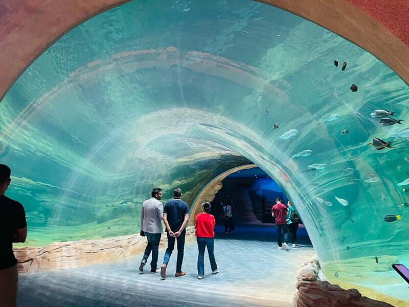 aals, abu dhabi ocean, adélie penguins, advanced animal lighting system, ahmed ibn majid, animals care center, antarctica, arctic, chinstrap penguin, eel racer, endless ocean, endless vista, explorer&039;s sea base, gentoo penguin, hypersphere 360, interactive, jelly plunge, kelp climb, king penguin, laszlo and oskar, live characters & performances, macaroni penguin, manta coaster, micro ocean, naham theater, octozoom!, one ocean, rockhopper penguin, rocky point, schooling fish, seaworld abu dhabi, the cave, tropical ocean, turtle twist, umberto’s, yas island, กระเบนทะเล, การแสดงโลมา, นกพัฟฟิน, นาคทะเล, ปลาไหลมอเรย์, ปูทะเล, พิพิธภัณฑ์สัตว์น้ำซีเวิลด์, ฟลามิงโก้, สัตว์ทะเล, อควาเรียมอาบูดาบี, อควาเรียมใหญ่ที่สุดในโลก, อาบูดาบี 2023, อุโมงค์ปลา, เกาะยาส, เที่ยว uae, เที่ยว uae 2023, แมวน้ำ, แอนตาร์กติกา, seaworld abu dhabi อควาเรียมเปิดใหม่ ใหญ่ที่สุดในโลก