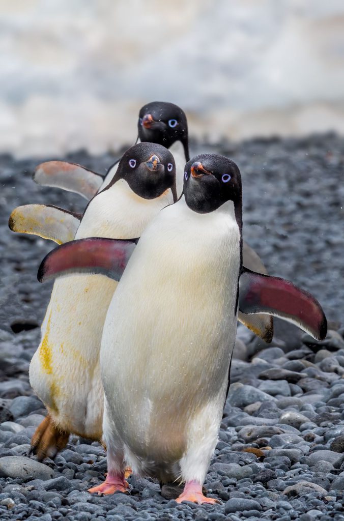 aals, abu dhabi ocean, adélie penguins, advanced animal lighting system, ahmed ibn majid, animals care center, antarctica, arctic, chinstrap penguin, eel racer, endless ocean, endless vista, explorer&039;s sea base, gentoo penguin, hypersphere 360, interactive, jelly plunge, kelp climb, king penguin, laszlo and oskar, live characters & performances, macaroni penguin, manta coaster, micro ocean, naham theater, octozoom!, one ocean, rockhopper penguin, rocky point, schooling fish, seaworld abu dhabi, the cave, tropical ocean, turtle twist, umberto’s, yas island, กระเบนทะเล, การแสดงโลมา, นกพัฟฟิน, นาคทะเล, ปลาไหลมอเรย์, ปูทะเล, พิพิธภัณฑ์สัตว์น้ำซีเวิลด์, ฟลามิงโก้, สัตว์ทะเล, อควาเรียมอาบูดาบี, อควาเรียมใหญ่ที่สุดในโลก, อาบูดาบี 2023, อุโมงค์ปลา, เกาะยาส, เที่ยว uae, เที่ยว uae 2023, แมวน้ำ, แอนตาร์กติกา, seaworld abu dhabi อควาเรียมเปิดใหม่ ใหญ่ที่สุดในโลก
