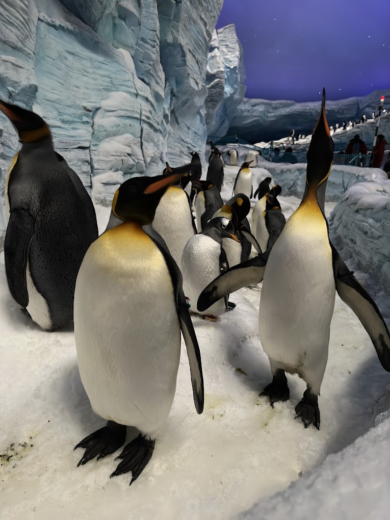 aals, abu dhabi ocean, adélie penguins, advanced animal lighting system, ahmed ibn majid, animals care center, antarctica, arctic, chinstrap penguin, eel racer, endless ocean, endless vista, explorer&039;s sea base, gentoo penguin, hypersphere 360, interactive, jelly plunge, kelp climb, king penguin, laszlo and oskar, live characters & performances, macaroni penguin, manta coaster, micro ocean, naham theater, octozoom!, one ocean, rockhopper penguin, rocky point, schooling fish, seaworld abu dhabi, the cave, tropical ocean, turtle twist, umberto’s, yas island, กระเบนทะเล, การแสดงโลมา, นกพัฟฟิน, นาคทะเล, ปลาไหลมอเรย์, ปูทะเล, พิพิธภัณฑ์สัตว์น้ำซีเวิลด์, ฟลามิงโก้, สัตว์ทะเล, อควาเรียมอาบูดาบี, อควาเรียมใหญ่ที่สุดในโลก, อาบูดาบี 2023, อุโมงค์ปลา, เกาะยาส, เที่ยว uae, เที่ยว uae 2023, แมวน้ำ, แอนตาร์กติกา, seaworld abu dhabi อควาเรียมเปิดใหม่ ใหญ่ที่สุดในโลก