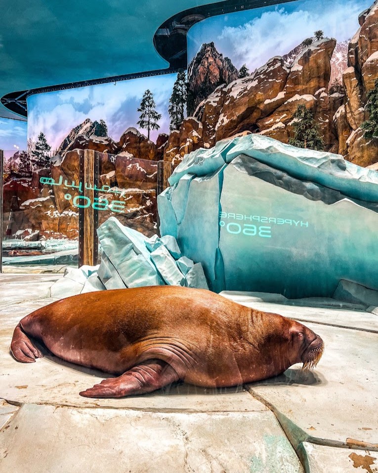 aals, abu dhabi ocean, adélie penguins, advanced animal lighting system, ahmed ibn majid, animals care center, antarctica, arctic, chinstrap penguin, eel racer, endless ocean, endless vista, explorer&039;s sea base, gentoo penguin, hypersphere 360, interactive, jelly plunge, kelp climb, king penguin, laszlo and oskar, live characters & performances, macaroni penguin, manta coaster, micro ocean, naham theater, octozoom!, one ocean, rockhopper penguin, rocky point, schooling fish, seaworld abu dhabi, the cave, tropical ocean, turtle twist, umberto’s, yas island, กระเบนทะเล, การแสดงโลมา, นกพัฟฟิน, นาคทะเล, ปลาไหลมอเรย์, ปูทะเล, พิพิธภัณฑ์สัตว์น้ำซีเวิลด์, ฟลามิงโก้, สัตว์ทะเล, อควาเรียมอาบูดาบี, อควาเรียมใหญ่ที่สุดในโลก, อาบูดาบี 2023, อุโมงค์ปลา, เกาะยาส, เที่ยว uae, เที่ยว uae 2023, แมวน้ำ, แอนตาร์กติกา, seaworld abu dhabi อควาเรียมเปิดใหม่ ใหญ่ที่สุดในโลก