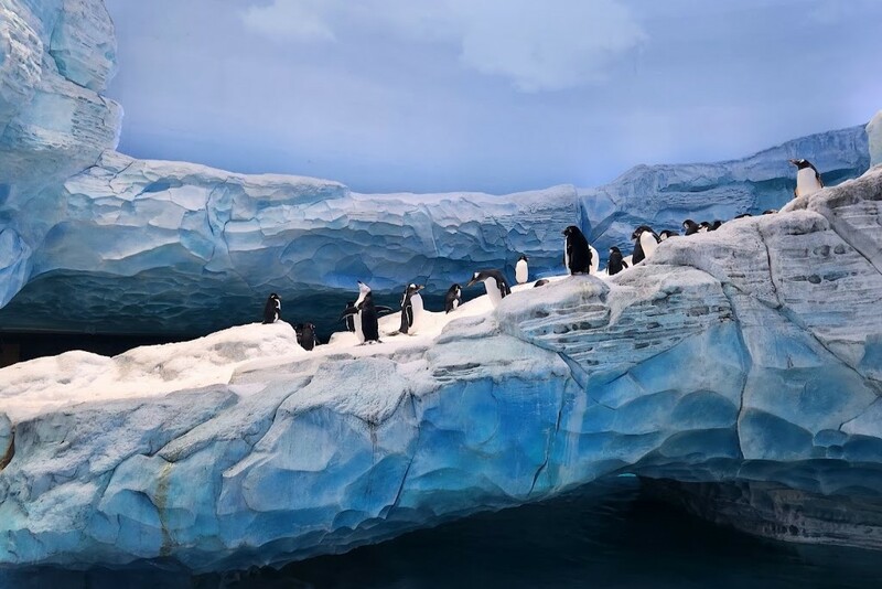 aals, abu dhabi ocean, adélie penguins, advanced animal lighting system, ahmed ibn majid, animals care center, antarctica, arctic, chinstrap penguin, eel racer, endless ocean, endless vista, explorer&039;s sea base, gentoo penguin, hypersphere 360, interactive, jelly plunge, kelp climb, king penguin, laszlo and oskar, live characters & performances, macaroni penguin, manta coaster, micro ocean, naham theater, octozoom!, one ocean, rockhopper penguin, rocky point, schooling fish, seaworld abu dhabi, the cave, tropical ocean, turtle twist, umberto’s, yas island, กระเบนทะเล, การแสดงโลมา, นกพัฟฟิน, นาคทะเล, ปลาไหลมอเรย์, ปูทะเล, พิพิธภัณฑ์สัตว์น้ำซีเวิลด์, ฟลามิงโก้, สัตว์ทะเล, อควาเรียมอาบูดาบี, อควาเรียมใหญ่ที่สุดในโลก, อาบูดาบี 2023, อุโมงค์ปลา, เกาะยาส, เที่ยว uae, เที่ยว uae 2023, แมวน้ำ, แอนตาร์กติกา, seaworld abu dhabi อควาเรียมเปิดใหม่ ใหญ่ที่สุดในโลก