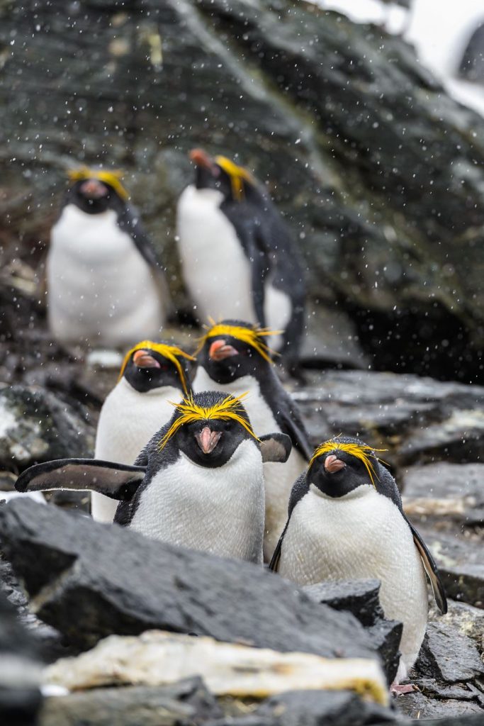 aals, abu dhabi ocean, adélie penguins, advanced animal lighting system, ahmed ibn majid, animals care center, antarctica, arctic, chinstrap penguin, eel racer, endless ocean, endless vista, explorer&039;s sea base, gentoo penguin, hypersphere 360, interactive, jelly plunge, kelp climb, king penguin, laszlo and oskar, live characters & performances, macaroni penguin, manta coaster, micro ocean, naham theater, octozoom!, one ocean, rockhopper penguin, rocky point, schooling fish, seaworld abu dhabi, the cave, tropical ocean, turtle twist, umberto’s, yas island, กระเบนทะเล, การแสดงโลมา, นกพัฟฟิน, นาคทะเล, ปลาไหลมอเรย์, ปูทะเล, พิพิธภัณฑ์สัตว์น้ำซีเวิลด์, ฟลามิงโก้, สัตว์ทะเล, อควาเรียมอาบูดาบี, อควาเรียมใหญ่ที่สุดในโลก, อาบูดาบี 2023, อุโมงค์ปลา, เกาะยาส, เที่ยว uae, เที่ยว uae 2023, แมวน้ำ, แอนตาร์กติกา, seaworld abu dhabi อควาเรียมเปิดใหม่ ใหญ่ที่สุดในโลก
