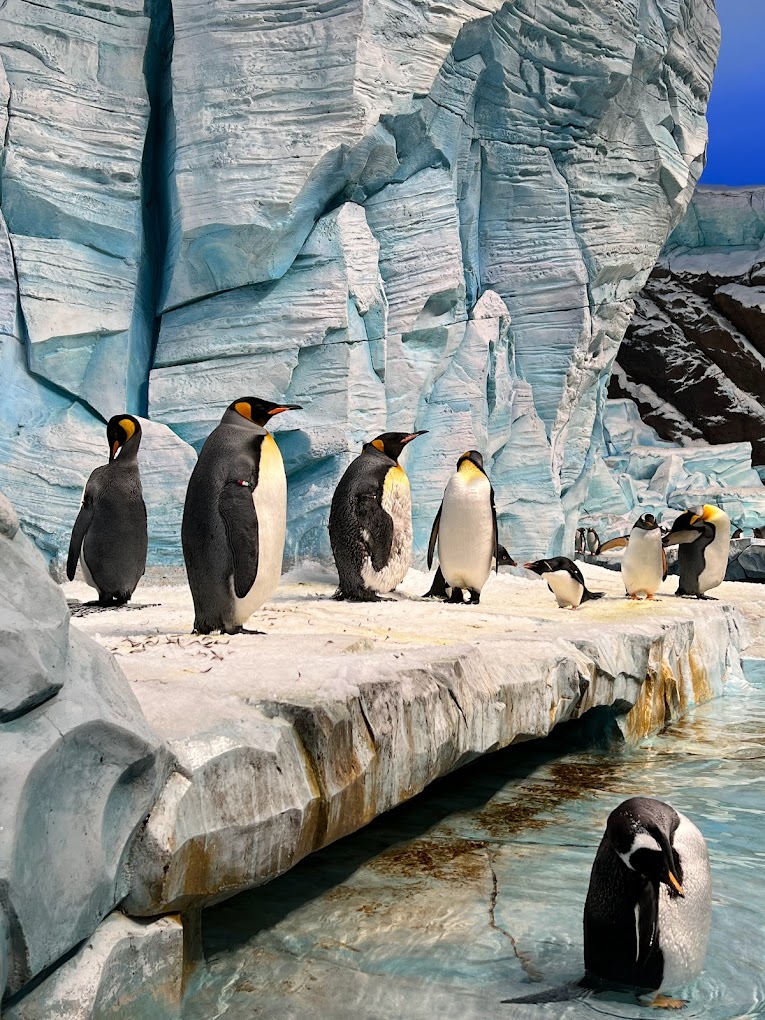aals, abu dhabi ocean, adélie penguins, advanced animal lighting system, ahmed ibn majid, animals care center, antarctica, arctic, chinstrap penguin, eel racer, endless ocean, endless vista, explorer&039;s sea base, gentoo penguin, hypersphere 360, interactive, jelly plunge, kelp climb, king penguin, laszlo and oskar, live characters & performances, macaroni penguin, manta coaster, micro ocean, naham theater, octozoom!, one ocean, rockhopper penguin, rocky point, schooling fish, seaworld abu dhabi, the cave, tropical ocean, turtle twist, umberto’s, yas island, กระเบนทะเล, การแสดงโลมา, นกพัฟฟิน, นาคทะเล, ปลาไหลมอเรย์, ปูทะเล, พิพิธภัณฑ์สัตว์น้ำซีเวิลด์, ฟลามิงโก้, สัตว์ทะเล, อควาเรียมอาบูดาบี, อควาเรียมใหญ่ที่สุดในโลก, อาบูดาบี 2023, อุโมงค์ปลา, เกาะยาส, เที่ยว uae, เที่ยว uae 2023, แมวน้ำ, แอนตาร์กติกา, seaworld abu dhabi อควาเรียมเปิดใหม่ ใหญ่ที่สุดในโลก