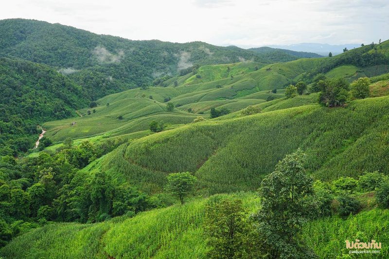 ที่พักแพร่, ไร่ลุงรอน, เที่ยวแพร่, ไร่ลุงลอน ที่พักแพร่ริมถนนลอยฟ้า วิวเขาสวยสุดๆ