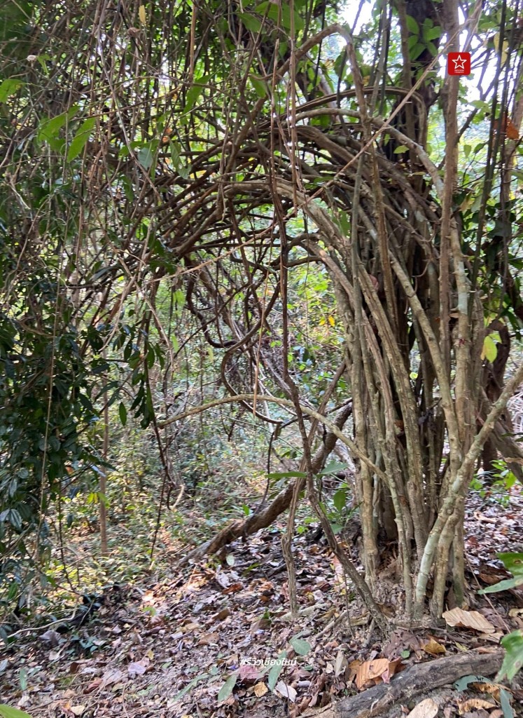 monk’s trail, reviewchiangmai, ดอยสุเทพ, รีวิวเชียงใหม่, วัดผาลาด, วิ่งเทรลเชียงใหม่, เดินป่าเชียงใหม่, เดินเขาเชียงใหม่, เดินป่าเชียงใหม่ พาเที่ยววัดผาลาด – ดอยสุเทพ เส้นทางศึกษาธรรมชาติ