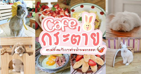 Bunnierista, Rabbit's Story, Bunny Sweet Home, Rabbito' Cafe', Top 4+ ร้านคาเฟ่กระต่าย แก๊งขนฟู หูยาวสุดน่ารัก คนรักกระต่ายต้องไปเเล้ววว (อัปเดต 03/07/63)