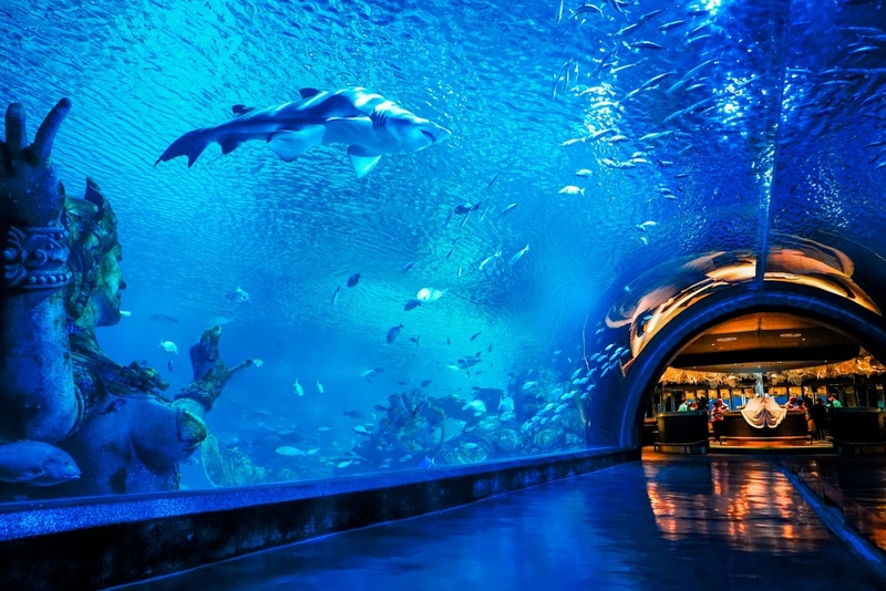 aquaria phuket, aquariaphuket, banana beach, blackrock, blackrockviewpoint, hanuman world, honeymoon island, katabeach, maikhaobeach, nuibeach, phuket, phuket fantasea, phuket old town, phuketfantasea, streetartภูเก็ต, tiger kingdom phuket, จุดชมวิวผาหินดำ, จุดชมวิวเขารัง, ตลาดอาหารทะเล ภูเก็ต, ตลาดอาหารทะเล ราไวย์, ท่องเที่ยวภูเก็ต, ที่เที่ยวภูเก็ต, ที่เที่ยวภูเก็ต 2024, ที่เที่ยวภูเก็ต 2567, น้ำตกโตนไทร, ประภาคารกาญจนาภิเษก, ป่าตอง, ผาหินดำ, พระผุด ภูเก็ต, พระมิ่งมงคลเอกนาคคีรี, พระใหญ่ภูเก็ต, พระใหญ่เมืองภูเก็ต, พิพิธภัณฑ์สัตว์น้ำ, ภูเก็ต, ภูเก็ต 2024, ภูเก็ต 2567, ภูเก็ตแฟนตาซี, มหัศจรรย์กมลา, ย่านเมืองเก่าภูเก็ต, วัดพระทอง, วัดพระผุด, สวนเสือภูเก็ต, หนุมานเวิลด์, หาดกล้วย, หาดกะตะ, หาดนุ้ย, หาดป่าตอง, หาดไม้ขาว, อควาเรียภูเก็ต, อควาเรียม ภูเก็ต, เกาะรูปหัวใจ ภูเก็ต, เกาะเฮ, เกาะแก้วพิศดาร, เกาะแก้วใหญ่, เกาะไม้ท่อน, เขารัง, เที่ยวภูเก็ต, เที่ยวภูเก็ต 2024, เที่ยวภูเก็ต 2567, แหลมพรหมเทพ, top 20+ ที่เที่ยวภูเก็ต [กรกฎาคม 2024] สวรรค์ของคนรักทะเล เมืองแห่งไข่มุกอันดามันและธรรมชาติอันงดงาม