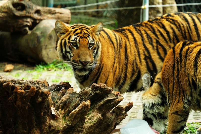 aquaria phuket, aquariaphuket, banana beach, blackrock, blackrockviewpoint, hanuman world, honeymoon island, katabeach, maikhaobeach, nuibeach, phuket, phuket fantasea, phuket old town, phuketfantasea, streetartภูเก็ต, tiger kingdom phuket, จุดชมวิวผาหินดำ, จุดชมวิวเขารัง, ตลาดอาหารทะเล ภูเก็ต, ตลาดอาหารทะเล ราไวย์, ท่องเที่ยวภูเก็ต, ที่เที่ยวภูเก็ต, ที่เที่ยวภูเก็ต 2024, ที่เที่ยวภูเก็ต 2567, น้ำตกโตนไทร, ประภาคารกาญจนาภิเษก, ป่าตอง, ผาหินดำ, พระผุด ภูเก็ต, พระมิ่งมงคลเอกนาคคีรี, พระใหญ่ภูเก็ต, พระใหญ่เมืองภูเก็ต, พิพิธภัณฑ์สัตว์น้ำ, ภูเก็ต, ภูเก็ต 2024, ภูเก็ต 2567, ภูเก็ตแฟนตาซี, มหัศจรรย์กมลา, ย่านเมืองเก่าภูเก็ต, วัดพระทอง, วัดพระผุด, สวนเสือภูเก็ต, หนุมานเวิลด์, หาดกล้วย, หาดกะตะ, หาดนุ้ย, หาดป่าตอง, หาดไม้ขาว, อควาเรียภูเก็ต, อควาเรียม ภูเก็ต, เกาะรูปหัวใจ ภูเก็ต, เกาะเฮ, เกาะแก้วพิศดาร, เกาะแก้วใหญ่, เกาะไม้ท่อน, เขารัง, เที่ยวภูเก็ต, เที่ยวภูเก็ต 2024, เที่ยวภูเก็ต 2567, แหลมพรหมเทพ, top 20+ ที่เที่ยวภูเก็ต [กรกฎาคม 2024] สวรรค์ของคนรักทะเล เมืองแห่งไข่มุกอันดามันและธรรมชาติอันงดงาม