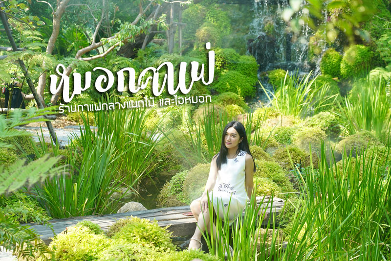 หมอกคาเฟ่ ร้านกาแฟกลางแมกไม้ และไอหมอก