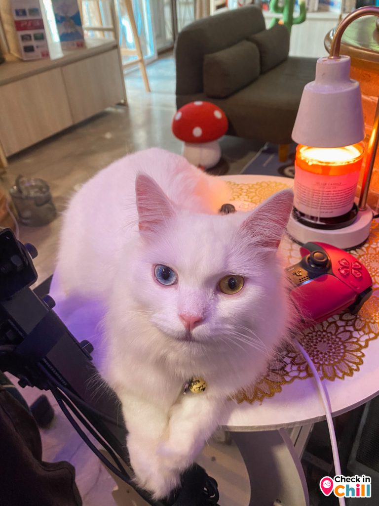 kuppu gamu cafe, kuppu gamu cafe and game store, kuppugamu, kuppugamu game store, คัปปุเกมมุคาเฟ่, ค่าเฟ่ปทุมธานี, คาเฟ่เกมส์, คาเฟ่เกมส์และแมว, คาเฟ่แมว, รีวิว kuppu gamu cafe and game store คาเฟ่ลับย่านปทุมธานี สนุกสนานกับการเล่นเกมส์ เพลิดเพลินไปกับเหล่าน้องเหมียว