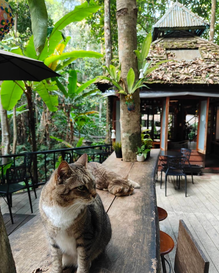 top 9+ ร้านคาเฟ่แม่กำปองครองใจ บรรยากาศดีจนต้องหลงรัก สักครั้งต้องไปเช็คอิน พิกัดอ.แม่ออน