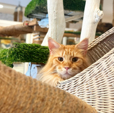 top 5+ คาเฟ่แมวในกรุงเทพฯ แวะมารับความน่ารักจากเหมียวขนปุย