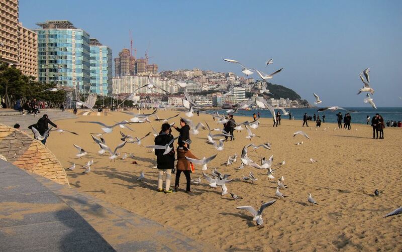 168 stairs, biff square, blue line park, busan international film festival, cheongsapo, gamcheon culture village, haedong yonggungsa, haeundae beach, little prince, nampodong shopping street, ocean breeze, sky capsule haeundae blue line park, songdo beach, songdo sky park, songdo sky walk, the bay 101, yacht club, คาเฟ่รถไฟแคปซูล, ชายหาดซงโด, ชายหาดแฮอุนแด, ตลาดนัมโพดง, ถ่ายรูปกับเจ้าชายน้อย, ทะเลปูซาน, ปูซาน 2024, ปูซาน 2567, ปูซานเกาลี 2567, ปูซานเกาหลี 2024, ปูซานเที่ยวไหนดี, พระสังกัจจายน์สีทอง, มุมลับ the bay 101, รถไฟปูซาน, รถไฟแคปซูล, วัดแฮดง ยงกุงซา, สตีทฟู๊ดเกาหลี, หมู่บ้านคัมชอน, อาหารเกาหลี, เที่ยวปูซาน, เที่ยวเกาหลี, เที่ยวเกาหลี 2024, เที่ยวเกาหลี 2567, แพนเค้กเกาหลี, โรงแรมในหมู่บ้านคัมชอน, โฮต็อก, top 10+ ที่เที่ยวปูซาน [สิงหาคม 2024] เกาหลีใต้ วิวปัง ถ่ายรูปสวย