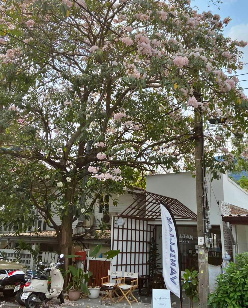 a keen house, anonymous coffee, caffe olives, camin cuisine & cafe, come escape cafe, fats and angry, flerwows, found cafe, green & been, huus plate, nana coffee roasters, natura cafe, natura garden cafe, ninetail on radio cafe, oakland cafe x restaurant, other cafe, other cafe รางน้ำ, rolling roasters, scene secret house, snog xx, vanillian inc., walden home cafe, ขมิ้น คาเฟ่, คาเฟ่ กทม, คาเฟ่ กรุงเทพ, คาเฟ่ ในกรุงเทพ, คาเฟ่กรุงเทพ, คาเฟ่กรุงเทพ 2024, คาเฟ่กรุงเทพ 2567, คาเฟ่น่ารัก, คาเฟ่ฝั่งธน, คาเฟ่สวย, คาเฟ่และบาร์กทม., คาเฟ่ใกล้ฉัน, คาเฟ่ในกรุงเทพ 2024, คาเฟ่ในกรุงเทพ 2567, บาร์ในกรุงเทพ, อะนอนีมัสคอฟฟี่, เฟลอวาวซ์ คาเฟ่, แนทชูล่า คาเฟ่, โรลลิ่ง โรสเตอร์, top 20+ คาเฟ่กรุงเทพ 2024 บรรยากาศดี น่านั่ง จิบชากาแฟชิลล์ ๆ พร้อมมุมถ่ายรูปเล่นส้วยสวย
